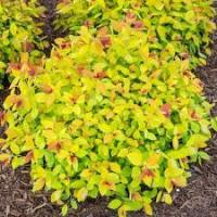 Spiraea japonica Merlo Gold H60см