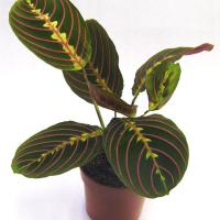 Маранта Maranta триколор 14/35