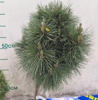 Сосна черная Байо (Pinus nigra 