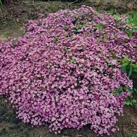 Сапонария Saponaria Ocymoides Н=20см