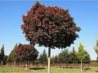 Клен остролистный (Acer platanoides 'Purple Globe') PA 220-240 C25
