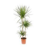 Драцена Dracaena Marginata 3 ств