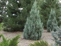 Можжевельник скальный (Juniperus scopulorum 'Moonglow'