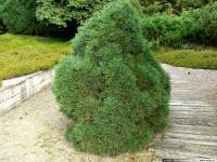 Сосна обыкновенная Pinus sylvestris Globosa Viridis (40-50 C7) Н=2,5м,В=1,8м хв.ярко зеленая