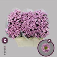 Хризантема San Rossi Pink