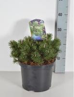 Сосна горная (Pinus mugo Humpy Н0,5-0.8м,В1м) С7,5 30см