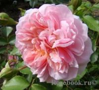 Strawberry Hill