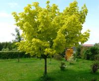 Клен остролистный (Acer platanoides Princeton Gold)