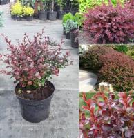 Барбарис тунберга Dart's Red Lady (Н1,0м В1,5м) 20-30 C3