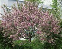 Черемуха обыкновенная Prunus padus Colorata