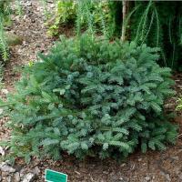 Ель мариорика Picea mariorika Machala (гибрид ели чёрной и ели сербской) (Н=1м В=1м)