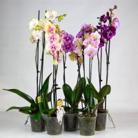 Орхидея Phalaenopsis  Биг Лип микс 2 ств