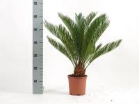 Цикас Cycas Revoluta 14/60
