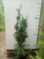 Тисс средний Хикси Taxus 130см С20