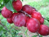 Слива русская(Алыча) Кубанская комета