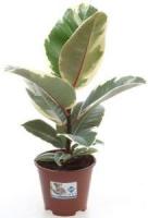 Фикус Ficus Elastica Tineke 12/40