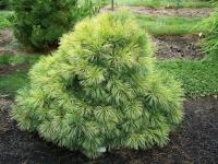 Сосна веймутова (Pinus strobus Edel) H=1.0-1.5 м