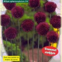 Алиум Drumsticks Sphaerocephalon per 100