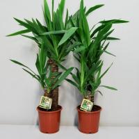 Юкка Yucca