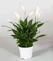 Спатифилум Spathiphyllum 'bellini' 13/40