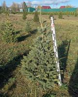 Ель колючая голубая 100cm C40 C