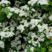 Боярышник однопестичный (Crataegus monogyna)