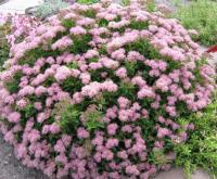 Спирея японская (Spiraea japonica Little Princess C1,5 20-25)