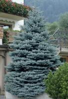Ель колючая (Picea pungens  Blue Diamond)
