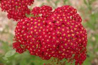 Тысячелистник обыкновенный Achillea millefolium 'Red Velvet' (тёмно-красно-роз,VI-IX,Н=75см)