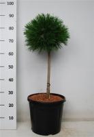 Сосна горная Варелла на штамбе 50см (Pinus mugo Varella)  C5