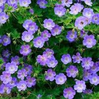 Герань Geranium 'Rozanne' Н=50см В=60см