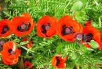 Мак восточный (оранжевый,VI-VII,Н=100см) Papaver orientale
