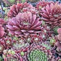 Молодило Sempervivum Cameleon