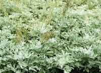 Полынь Artemisia stelleriana Moris Form (Н=20-30см)