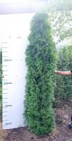 Туя западная Смарагд 260 см (Thuja occidentalis 'Smaragd')
