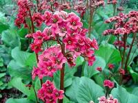 Бадан Bergenia 'Abendglut'