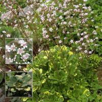 Камнеломка теневая Saxifraga umbrosa 'Aureopunctata' (белые,VI,Н=20см,лист пёстр.с жёлт)