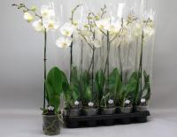 Орхидея Phal Ov Wit 12/70