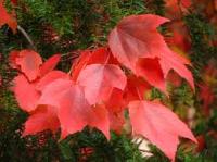 Клен красный (Acer rubrum)