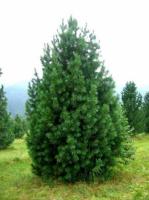 Сосна кедровая Сибирская (Pinus cembra sibirica)(40-60,С12) ver