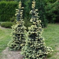 Picea pungens 'Bialobok'
