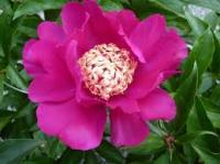 Пион  (Paeonia Lactiflora (S) Barrington Belle)