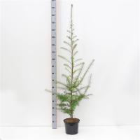 Лиственница японская (Larix kaempferi) Н=25-30м