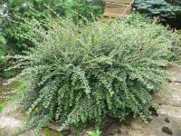 Кизильник горизонтальный (Cotoneaster horizontalis)