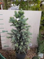 Ель колючая (Picea pungens  Blue Mountain)