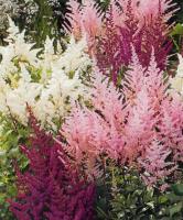 Астильба Astilbe, Gemend C2