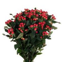 Гиперикум Mag ROYAL RED /8 марта