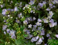 Синюха ползучая Polemonium reptans (синяя,V-VI,Н=40см)