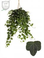 Хедера Hedera Helix 'wonder'  19/50