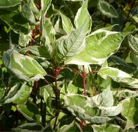 Дерен белый Cornus alba Elegantissima